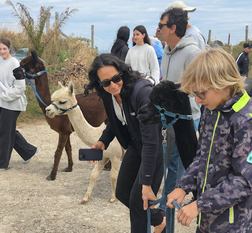 alpa2 Alpaca excursions portland